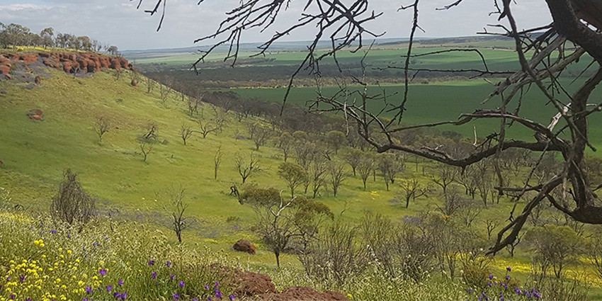 green field at Yamatji